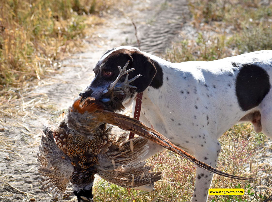 Dog Specialize in One Bird Species or Multiple?